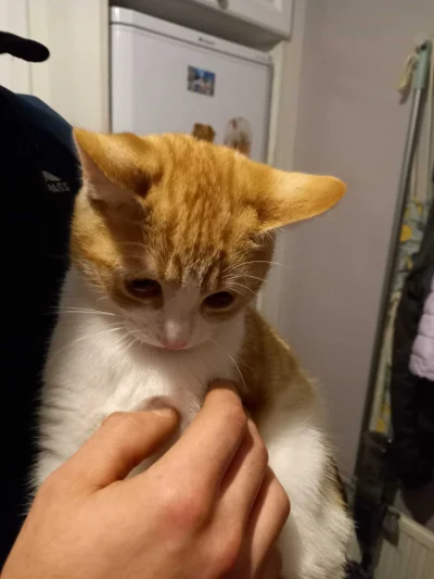 Maurry - #pokazkota 
Już powoli się oswaja, można brać na ręce i miziać
( ͡º ͜ʖ͡º)