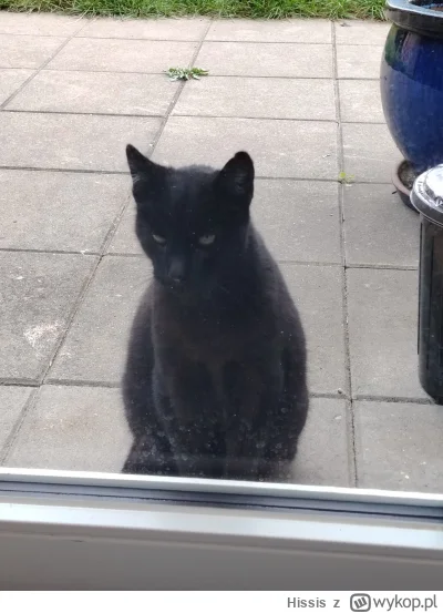 Hissis - Źle kici z oczu patrzy 
z fartem
#koty #oswiadczenie #pokazkota