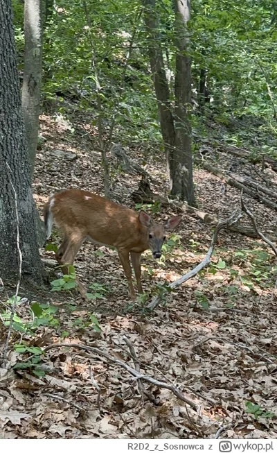 R2D2zSosnowca - @R2D2zSosnowca: na koniec bliskie spotkanie z „sareniem” jakby to pow...