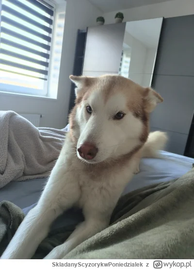 SkladanyScyzorykwPoniedzialek - 6:58 w sobotę #pokazpsa