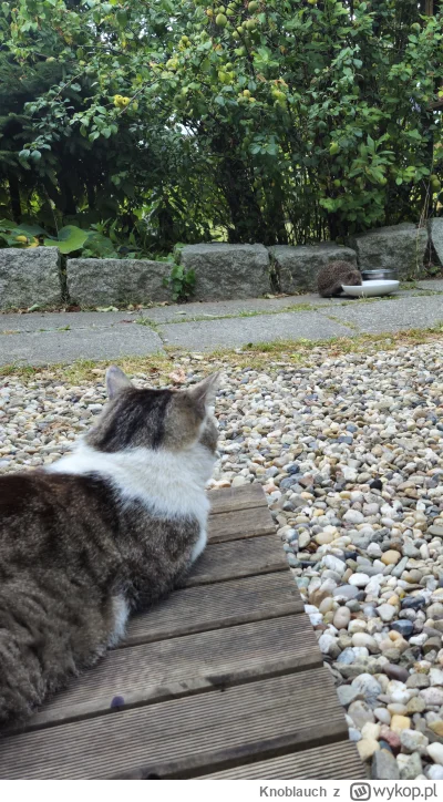 Knoblauch - #koty #jeze