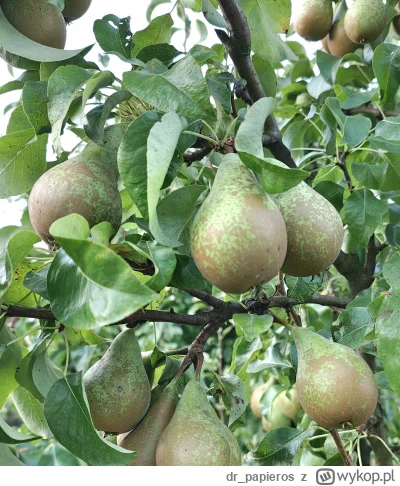 dr_papieros - Poranny spacer po włościach. "Rośnijcie kwiatki zdrowe"- może nie do ko...