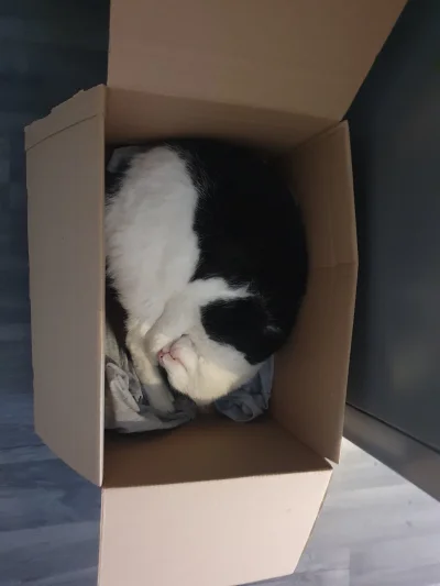 F33dbacK - #pokazkota