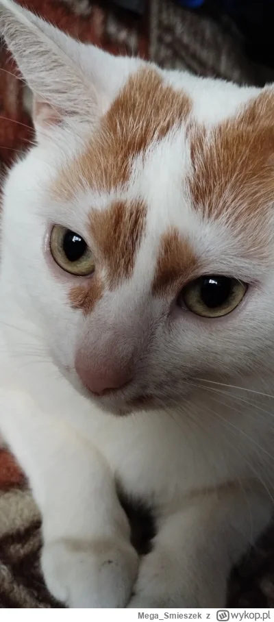 Mega_Smieszek - #koty #pokazkota ᶘᵒᴥᵒᶅ