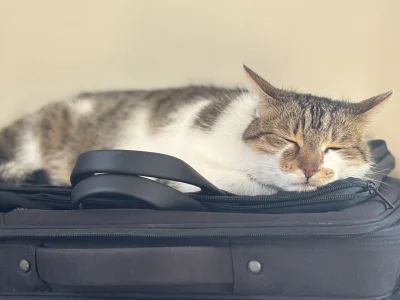 wybryk_natury - Torba od laptopa to najlepsze łóżeczko 
#pokazkota #kitku #brunofancl...