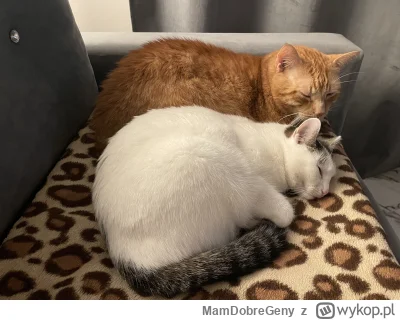 MamDobreGeny - Pusianie synchroniczne 
#koty #pokazkota