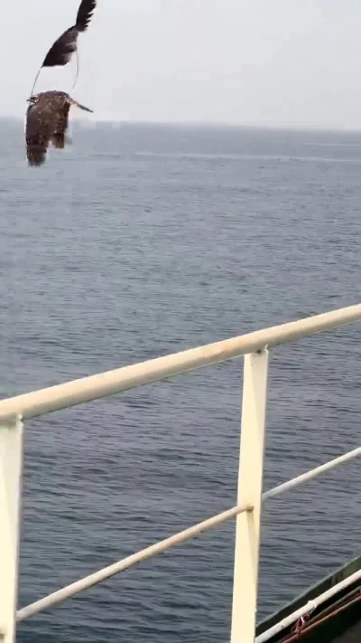 cheeseandonion - #zzr  #