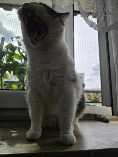 Solsith - #pokazkota #spaslak zamykam okno bo pizga: spaślak ヽ( ͠°෴ °)ﾉ