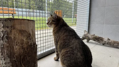 schroniskowekotki - @schroniskowekotki: