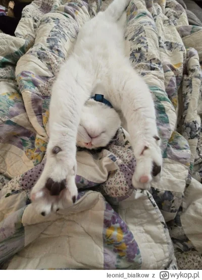 leonid_bialkow - @annlupin: cze dla ciebie buźka buźka benc