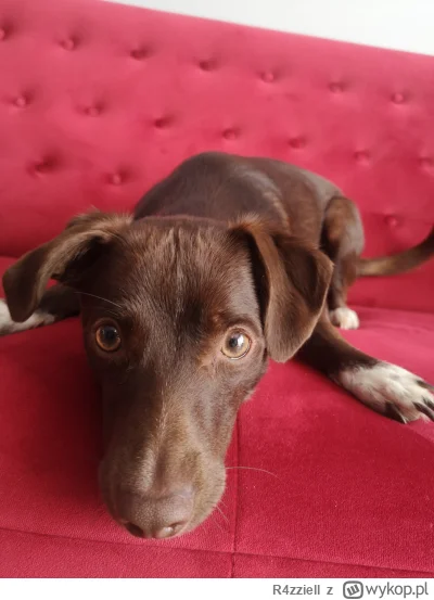 R4zziell - @fsfdjf piesełkowe zdjęcia trzeba robić w ilościach wielkich.