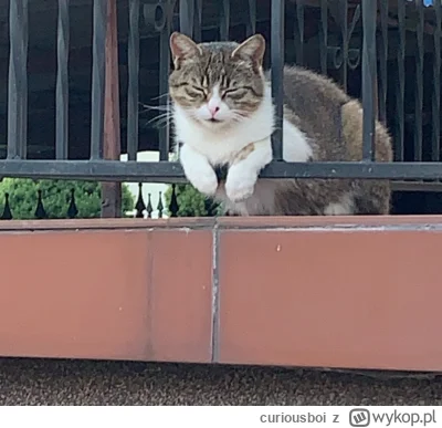 curiousboi - albo tak sobie wisi na balkonie i c--j xD