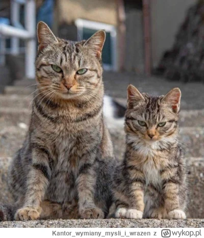 Kantorwymianymysliiwrazen - Jaki ojciec, taki syn. ᕦ(ᶘᵒᴥᵒᶅ)ᕤ ᕦᶘᵒᴥᵒᶅᕤ
#koty #smiesznek...