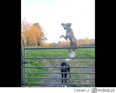 Casuel - @Latarenko: Jednostki lotnicze w natarciu. Nawet na drzewa nie uciekniecie