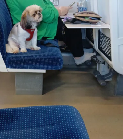 PanNemo - Jadę właśnie z Fredim Kamionką pociągiem. Gdzie to zgłosić?

#fredikamionka...