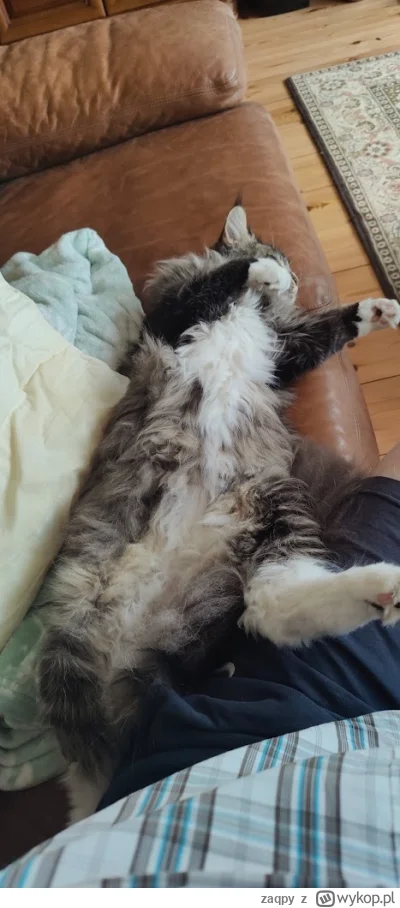 zaqpy - #pokazkota #fajnypiesek #koty