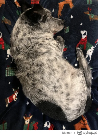 kicioch - #piesmisiek #pokazpsa #psy 
Daje znać że pies Misiek nadal żyje i nadal ma ...