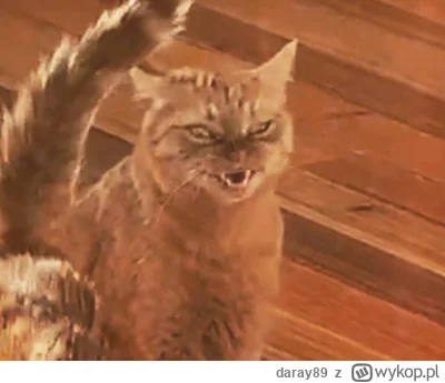 daray89 - #codziennykotopetany #dziwnekotki