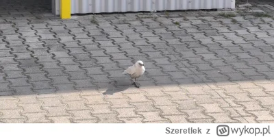 Szeretlek - @Szeretlek