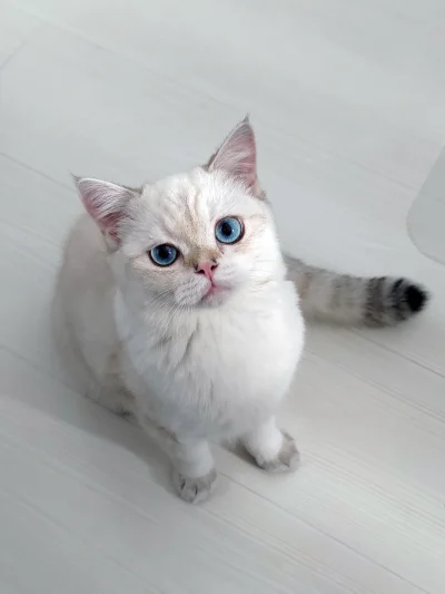 drakonia - Babo, przyszedłem przedstawić listę żądań na niedzielę.

#pokazkota #kitku...