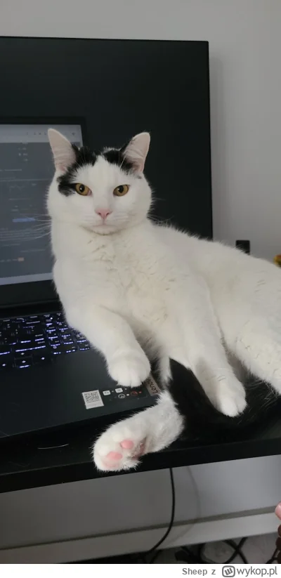 Sheep - Mariusz (｡◕‿‿◕｡)
#koty #katzenpfotchen