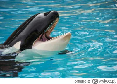 orkako - #mikroprofil 
Nie ze  wszystkim się zgadzam. Unikam cynizmu i braku empatii....