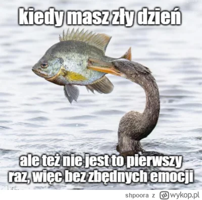 shpoora - #heheszki #dziendobry