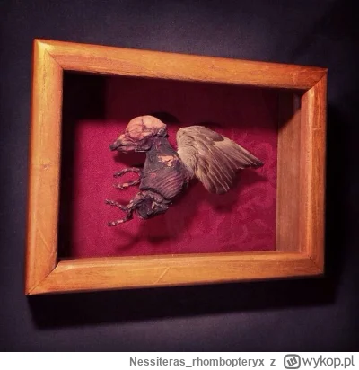 Nessiteras_rhombopteryx - #gabinetosobliwosci
SPOILER