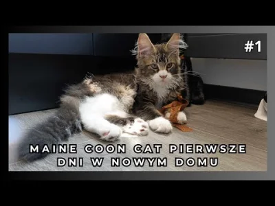 mainecoonhitman - Pierwsze dni kota w domu 😻