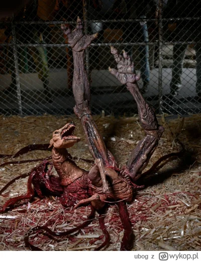 ubog - @Badmadafakaa:  król jest tylko jeden który był teleportem do łóżka rodziców. ...