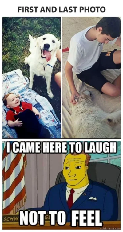 TAKdlaPCK - >No nie wiemy jak długo to potrwa bo Diuna ma raka serca... W schronisku ...