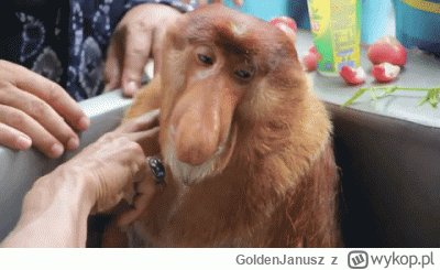 GoldenJanusz - Panowie, ja już naprawdę nie mam siły do tej starej k---y Peugeot 207 ...