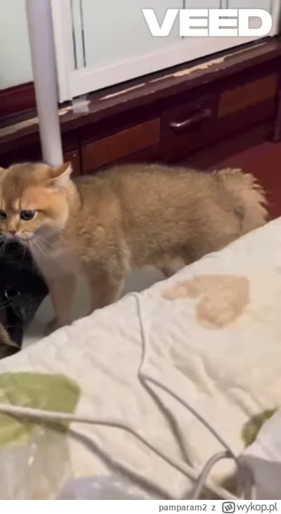 pamparam2 - #mecz #kanalzero #michniewicz