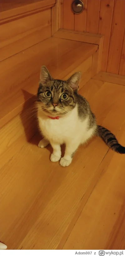 Adom007 - @Adom007: proszę pamiętać że jak kot siedzi w taki sposób, napęd 3x1 - to z...