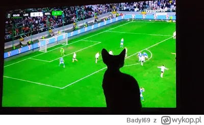 Badyl69 - #mecz #kot #legia 
Nawet kot nie może uwierzyć w to co się dzieje