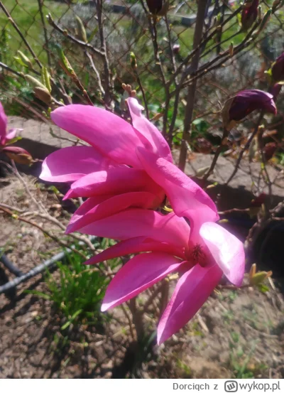 Dorciqch - Magnolia to w sumie mogłoby być damskie imię. Zacieszam, bo mi pięknie kwi...