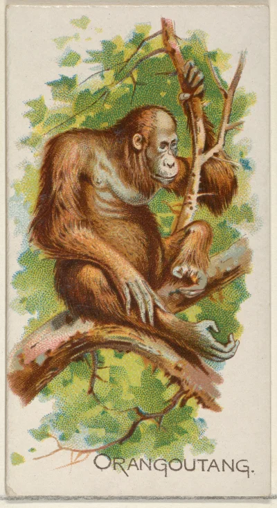 Loskamilos1 - Karta numer 5 czyli małpka, konkretnie orangutan.

#necrobook #malpy #o...