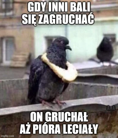 PIAN--A_A--KTYWNA - #heheszki #ptaki #zwiazki