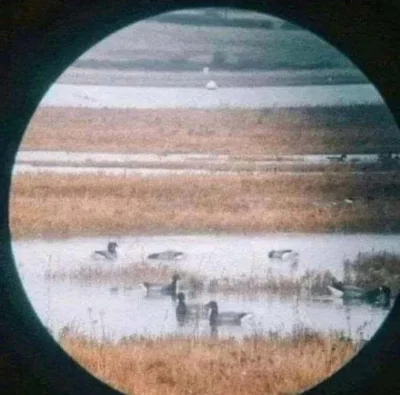 adamssson - @panDario: