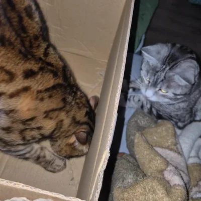 Lujdziarski - #pokazkota #dziarskikacperek Kacperek pracuje, sam nie wie po co, ale t...