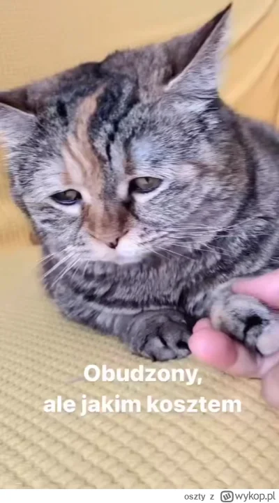 oszty - #pracbaza #dziendobry