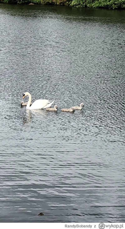 RandyBobandy - Kolejna rodzinka dinozarłów, chyba świeżo wyklute.
#dinozaury #ptaki #...