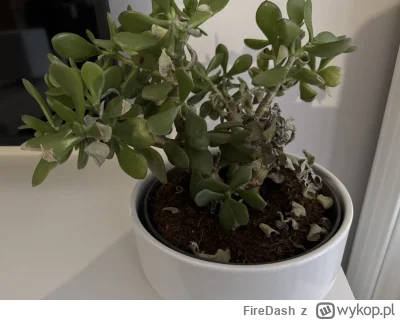 FireDash - @Leel00: @jutronaobiadznowuryz @wellfcuk 

Tutaj chyba oklepany model i cz...