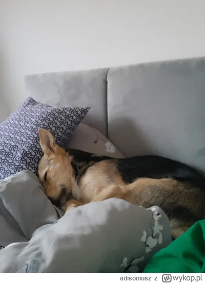adisoniusz - Prosze ciszej skrolować bo piesek chce spać ヽ( ͠°෴ °)ﾉ
