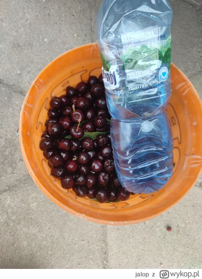 jalop - Hej @Dorciqch to już ostatni moment na zbiór - widać blizny po szpakach (⌐ ͡■...