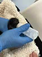 jiddlo - Dzień dobry, oto moja nowa kicia - trzydniowa porzucona, znaleziona w kanale...