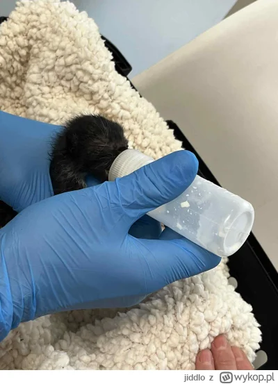 jiddlo - Dzień dobry, oto moja nowa kicia - trzydniowa porzucona, znaleziona w kanale...