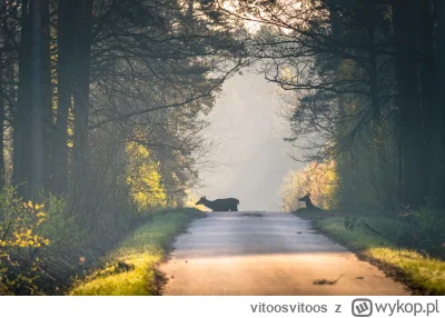 vitoosvitoos - Rogate jegomoście w ilości 8 szt przebiegające drogę gęsiego.

#comisi...