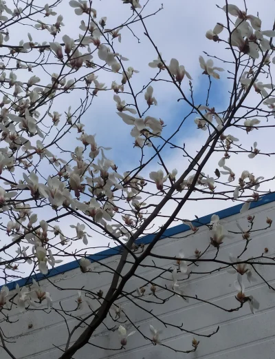 jakiezycietakiarab - widziałem dziś kwitnąca magnolie