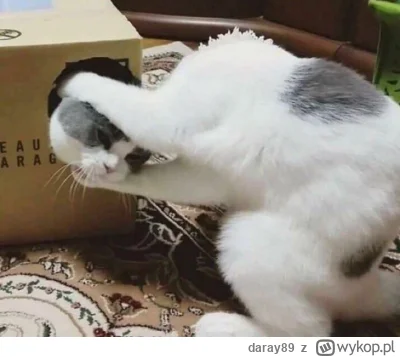 daray89 - #codziennykotopetany #dziwnekotki